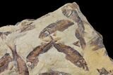 11.2" Fossil Fish (Gosiutichthys) Mortality Plate - Lake Gosiute - #130008-3